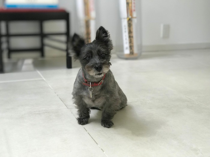 キャンディは元繁殖犬でした