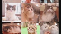 「猫カフェ　MOCHA」公式アカウント
