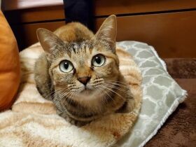 クッションでぽーっとしながら香箱座り　キジトラ猫の「令（れい）」