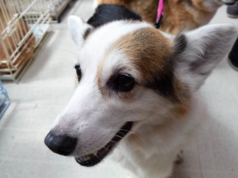 ケージから出されると元気よく動き回る＝アニマルハートレスキューで