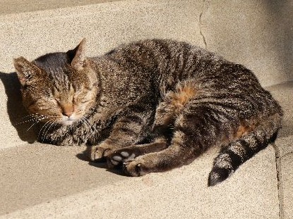 犬猫と一緒に入れる供養塔　都会のお寺が建立、保護猫譲渡も