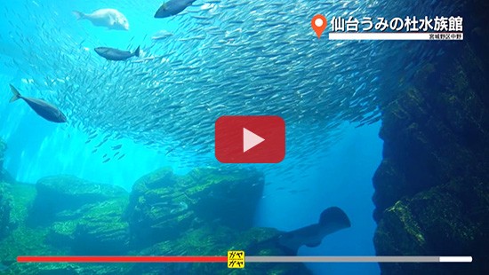 #48うみの杜水族館①