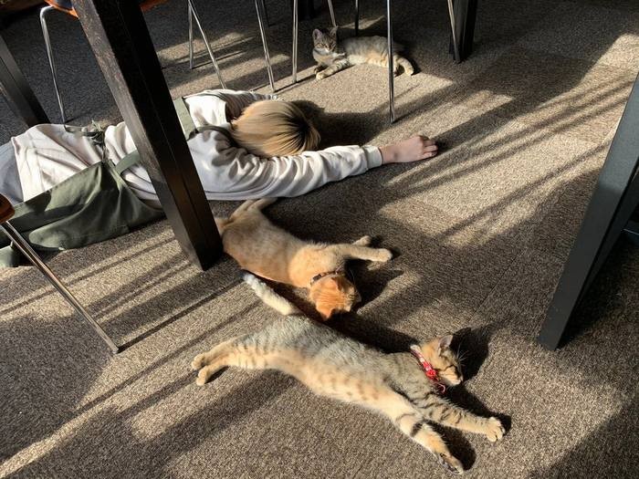 昼休み風景。猫と一緒にお昼寝の社員（しまや出版提供）