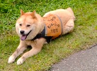 「サル」を追い払うエリート犬「モンキードッグ」（提供：clavisさん）