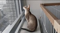 もうすぐ梅雨。日向ぼっこはしばらくお預け…かな？（提供：る さん）