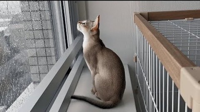 もうすぐ梅雨。日向ぼっこはしばらくお預け…かな？（提供：る さん）