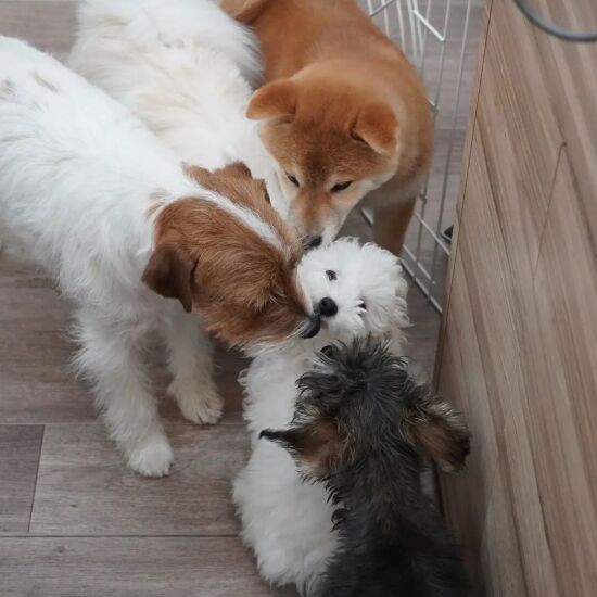 先輩たちの洗礼を受ける（UG提供）