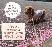 無事に今はお散歩しています！（飼い主さん提供、Instagramよりキャプチャ撮影）