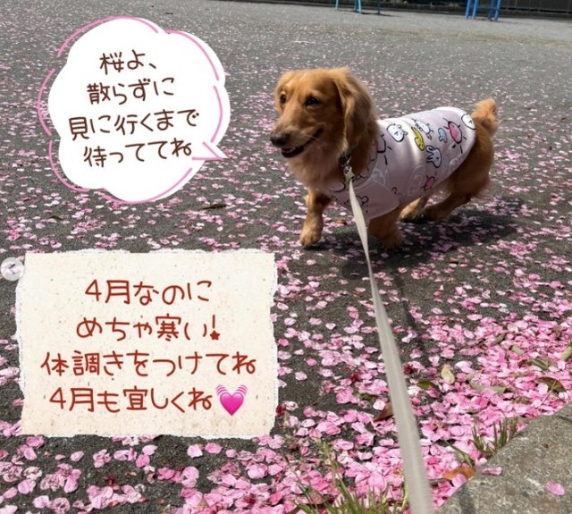 無事に今はお散歩しています！（飼い主さん提供、Instagramよりキャプチャ撮影）