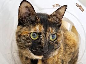 なでて欲しいとふたりきりになれるチャンスを狙う　ツンデレなサビ猫「レモン」