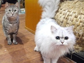 看板猫４匹が待つ夜カフェ　人見知りは一切なし