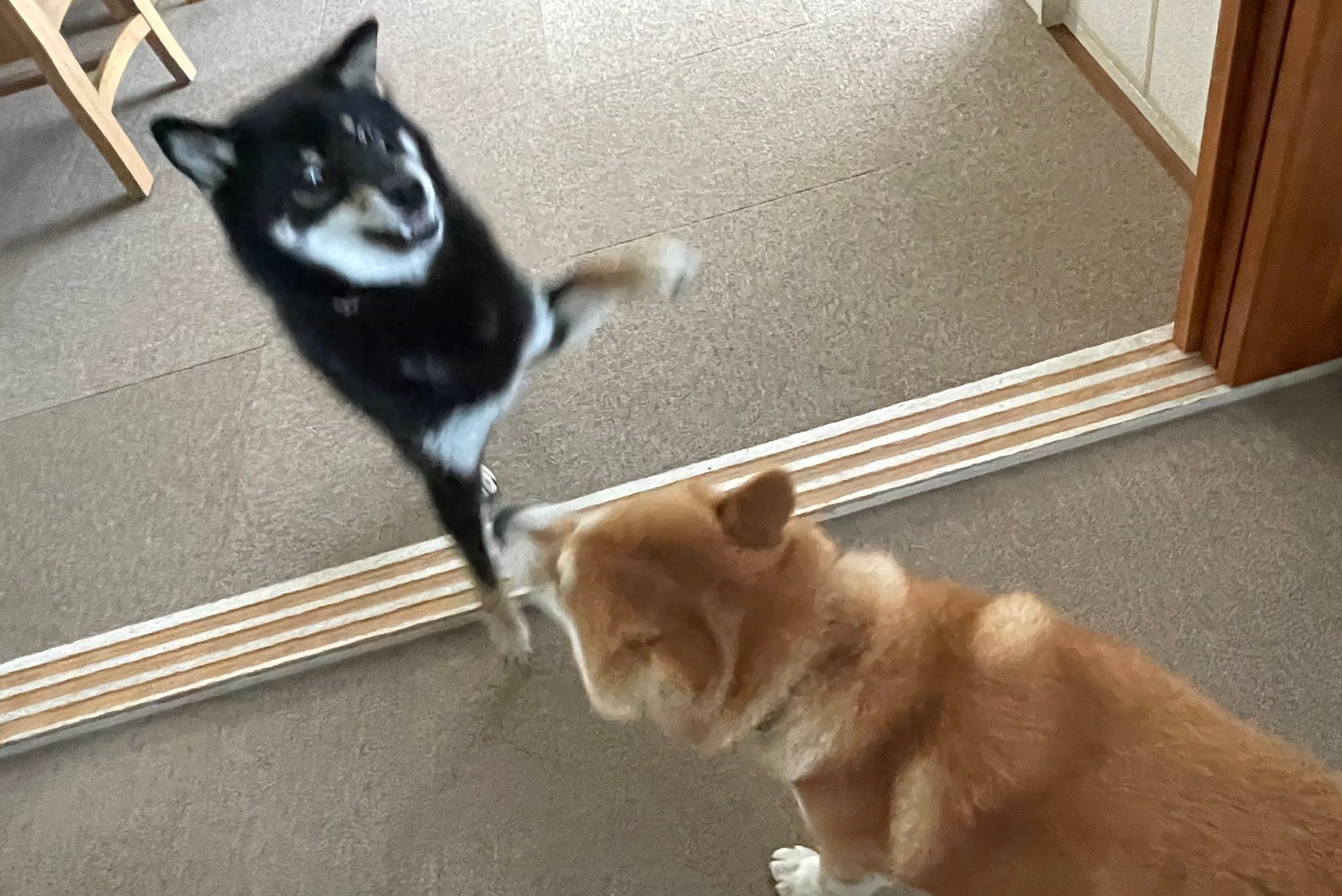 怒る柴犬❗️（夏仕様） そんなに怒るぅ！？先輩わんこに叱られた黒柴