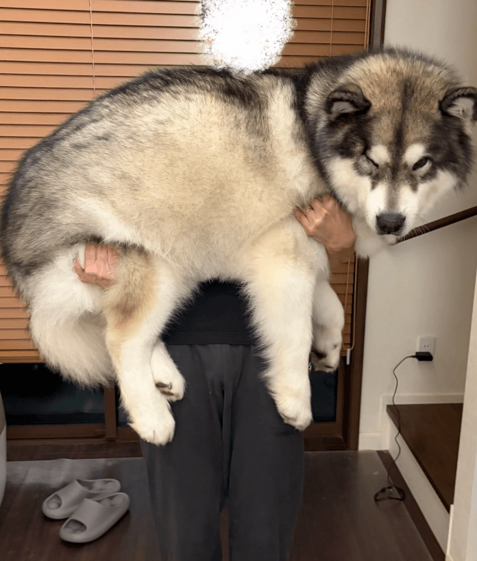 超大型犬をまさかの抱っこ。「愛が重い」を物理で証明してくれた（画像提供：アラスカンマラミュートのアルさん）