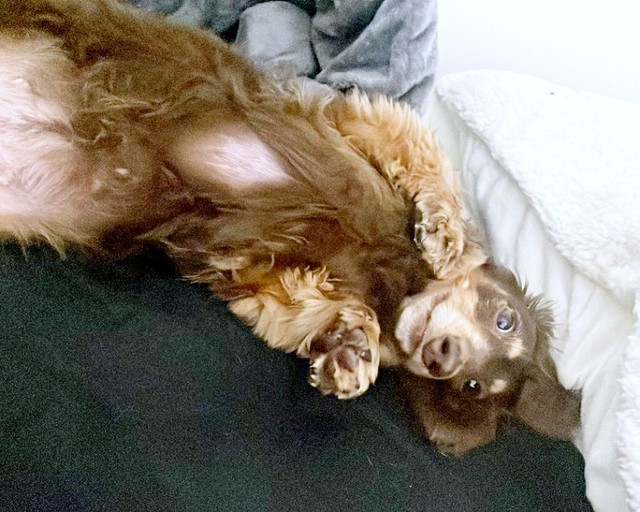 飼い主さんのベッドでへそ天になって眠るびびちゃん（画像提供：びびさん）