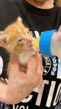 病院でミルクを与える練習。キュッキュッとミルクを飲み込む度に、耳がピクピク動きます。
