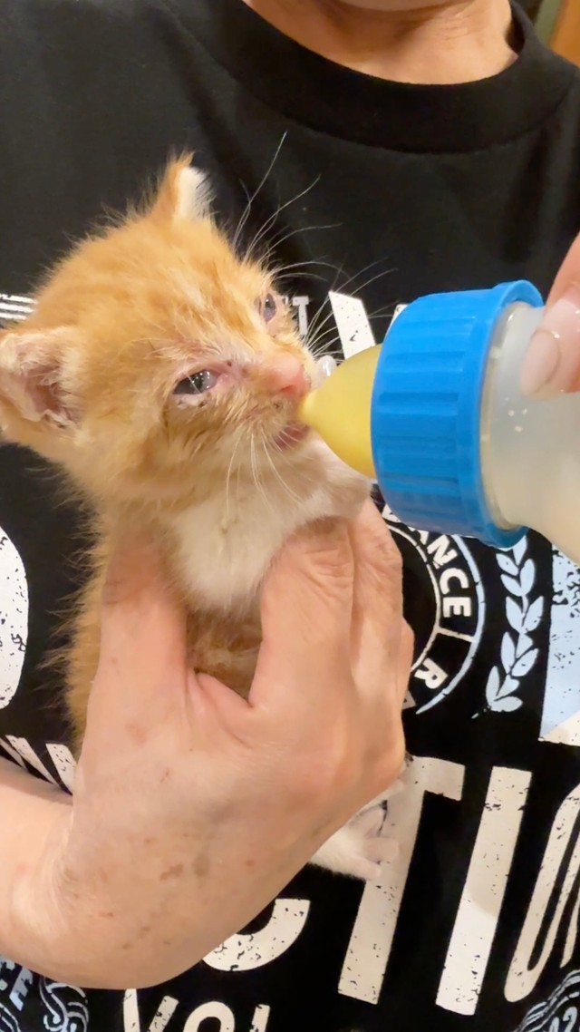 病院でミルクを与える練習。キュッキュッとミルクを飲み込む度に、耳がピクピク動きます。