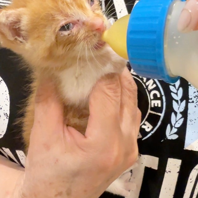 病院でミルクを与える練習。キュッキュッとミルクを飲み込む度に、耳がピクピク動きます。