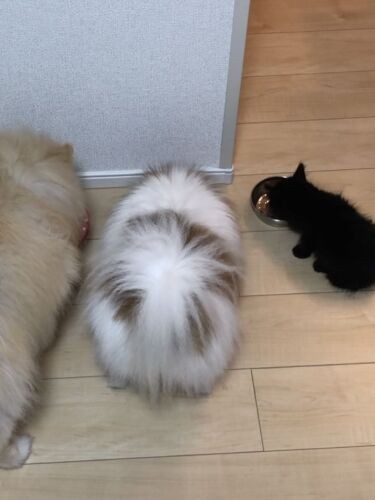 食べる時はポポ、ララと一緒に。万が一職場仲間の家で飼えないようなら、田村さんは引き取ることを考えたという。しかし、無事に迎えてもらえることになり、このあと、ずっと住むおうちへと引っ越しをしました（田村さん提供）