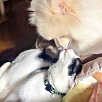 種族は異なっても愛あふれる兄弟になった（左から）ハルさん、アポさん（画像提供：APO（ポメラニアン）さん）