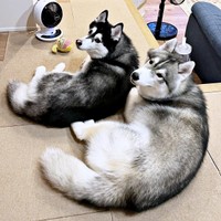 見事なシンクロ！ （左から）ルーナちゃん、レオくん（画像提供：ルーナ レオさん）