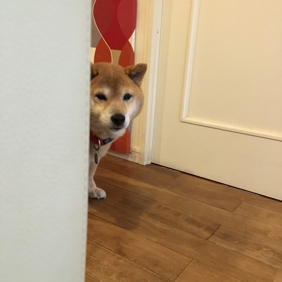 家政婦のココ。いつもジトーっとこちらを見ていましたが、これはトレーニングの成果