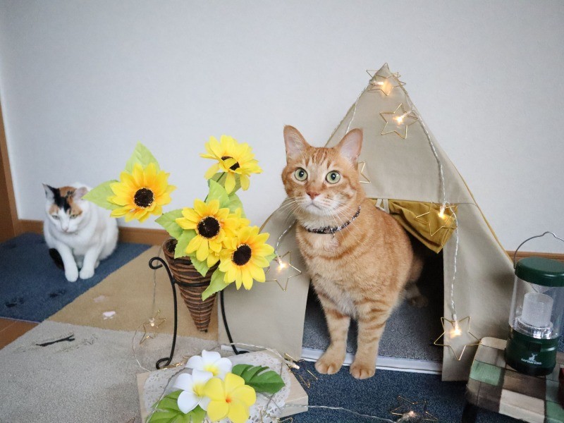 にゃんたたちの写真をとっては、コンクールなどに応募している（にゃんさん提供）