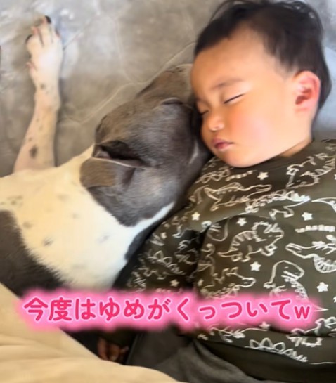 布団でくっついて眠る、愛犬ゆめちゃんと次男くん（提供：@soda_family5さん）
