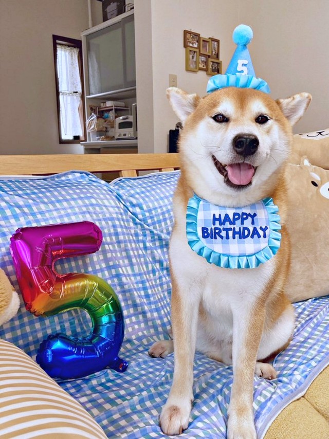5歳の誕生日を迎えた柴犬の豆次郎くん（画像提供：しばわんこさん）