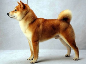 長生きするのはブルドッグよりボーダー・テリア　最新研究成果で探る犬の寿命の新常識