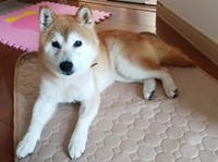 シニア犬で、持病がある多美ですが、迎え入れてくれる里親さんとの出会いを待ち続けています