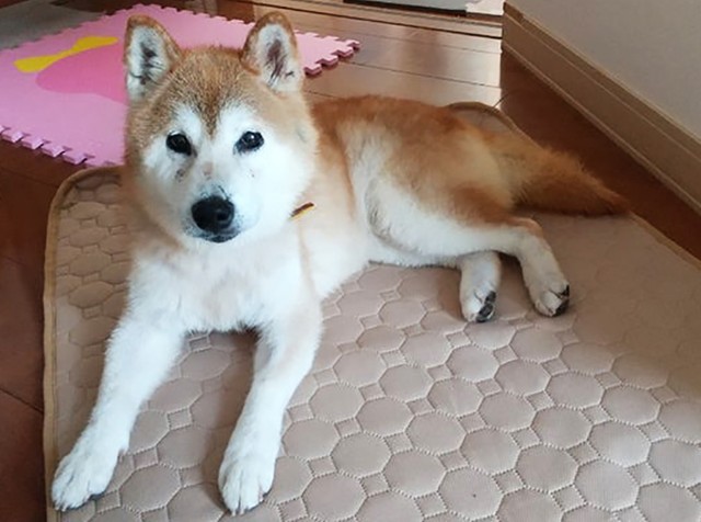 シニア犬で、持病がある多美ですが、迎え入れてくれる里親さんとの出会いを待ち続けています