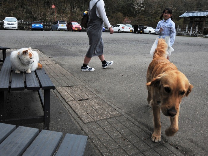 アンディーは猫と適度な距離を保っている
