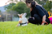 飼い主さんを見つめる神楽ちゃん（画像提供：コーギーの神楽さん）