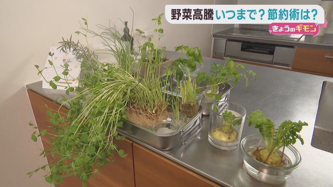 野菜の価格高騰が続く中　今すぐできる節約術