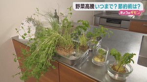 野菜の価格高騰が続く中　今すぐできる節約術