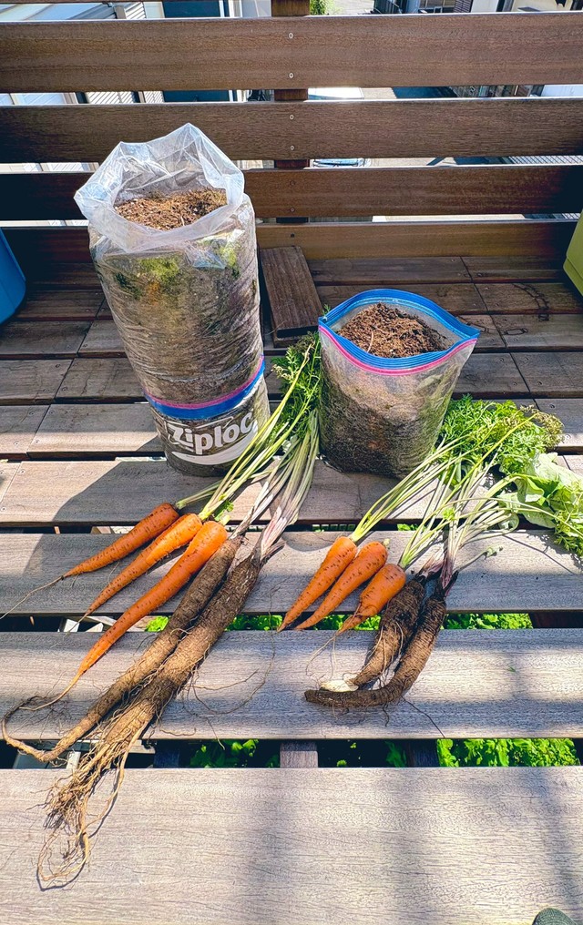 見事なできばえ！（画像提供：ぽたろうの家庭菜園HACKさん）