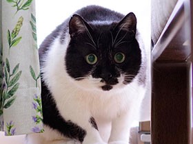 ひと晩、お留守番をがんばってくれたね　保護猫の「小太郎」