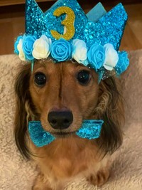 3歳を迎えプリンセス風に着飾っているむぎちゃん（むぎちゃんの飼い主さんのTwitterより）