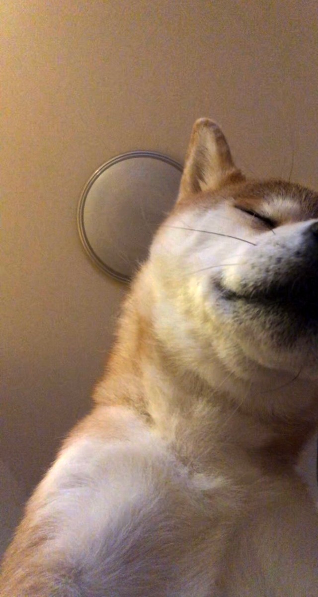 二度寝防止のはずが、自分が二度寝しちゃった！？（画像提供：柴犬ももさん）