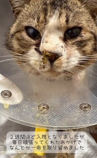 元野良猫のハチくん、保護時はボロボロでした…