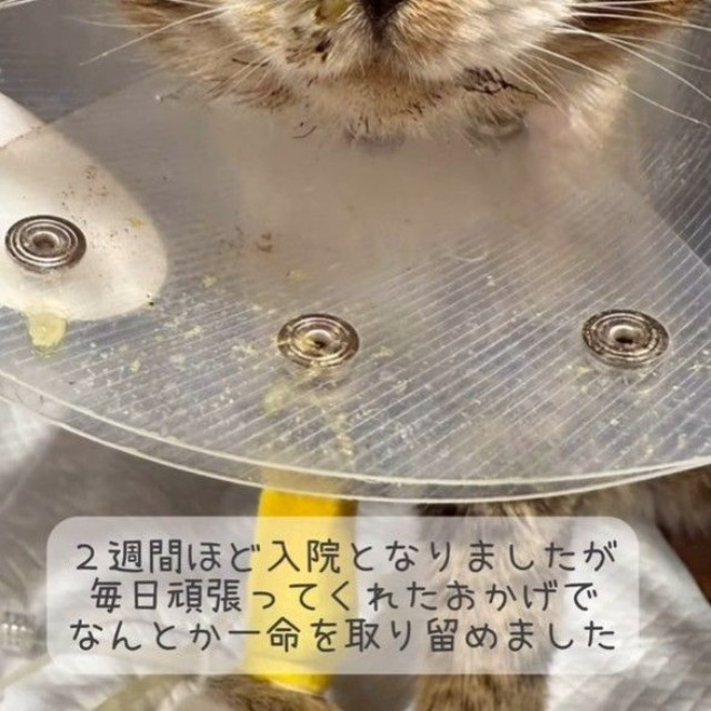 元野良猫のハチくん、保護時はボロボロでした…