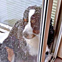 まだ遊びたい、でも窓は閉めてほしくないボスちんさん（@BOSSboss_BMD）