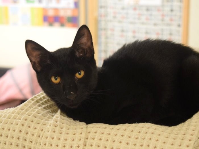 出会いを待つ保護猫＝ツキネコカフェ