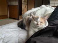 朝の日差しが眩しい時も眉間に小さなシワ…（提供：なつめさん）