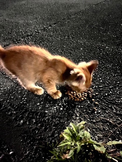 近くに親兄弟はいませんでした（画像提供：シマラくさん）