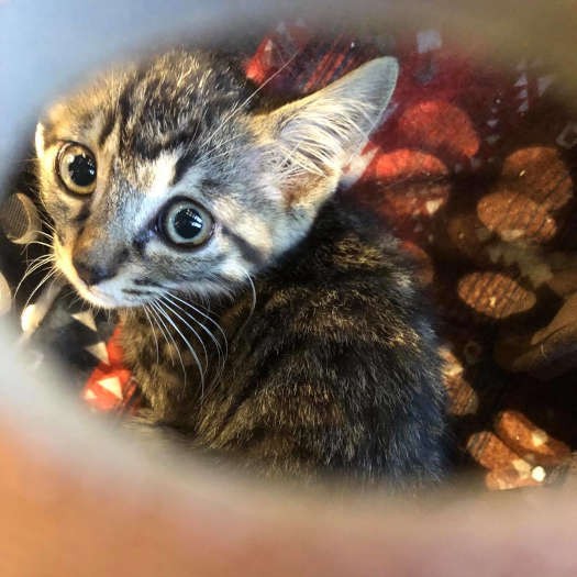 そして、山本さんちにやって来ました（飼い主さん提供）