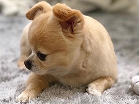 ヘソ天したまましっぽふりふり　ゴロゴロ遊ぶチワワ「ぽんた」