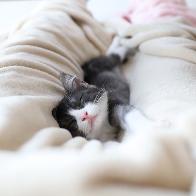 おとなしい性格だというちくわぶちゃん（画像提供：ばなななさん）