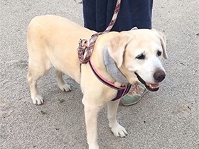 人が大好きでたまらない　ラブラドールレトリーバー「シェリー」