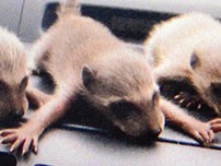 飼ってはいけないアライグマ　子犬のミルク与えて散歩？！